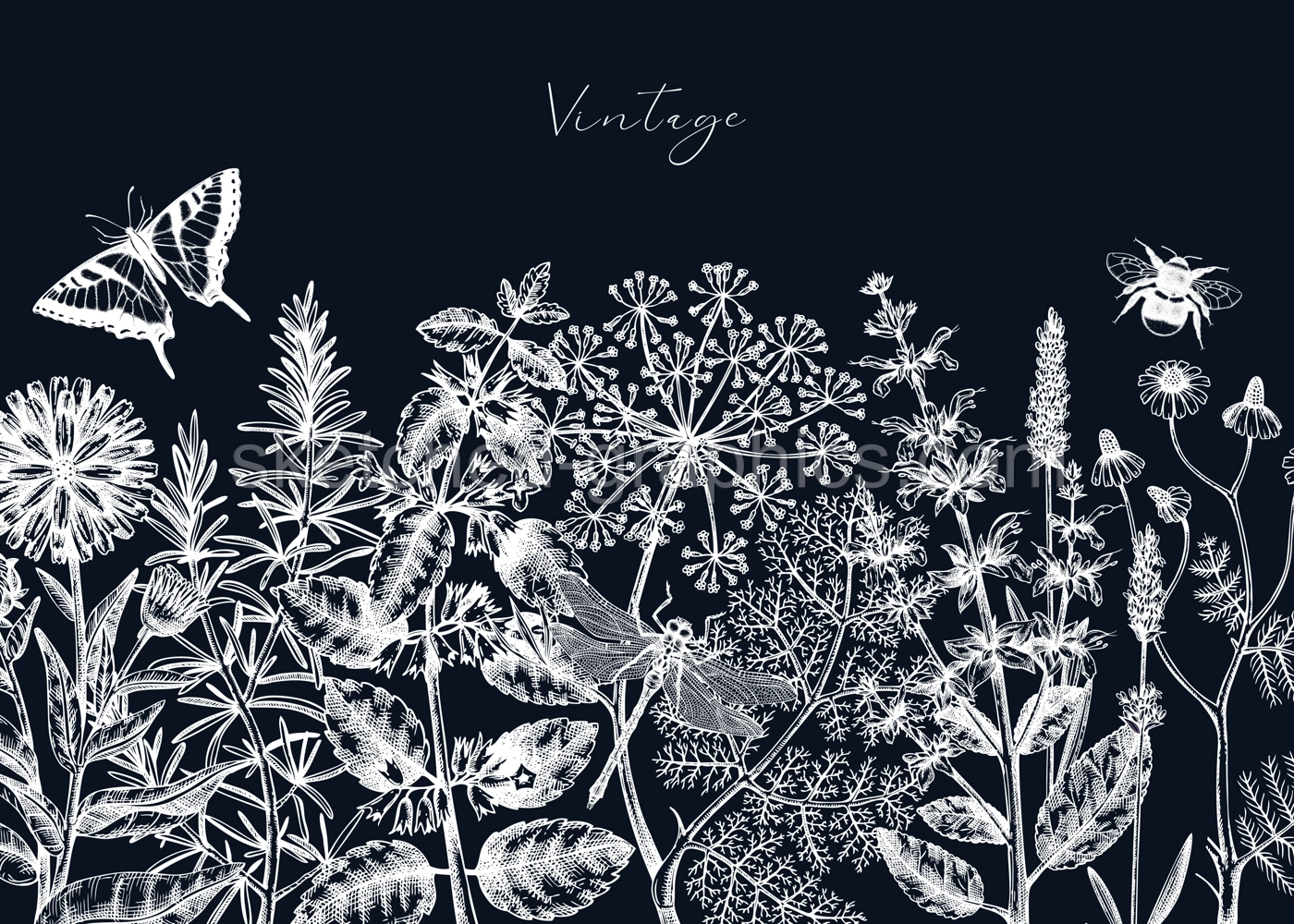 Vector herbs, flowers, weeds, meadows background. Aromatic plants vintage banner. Medicinal herb sketches. Botanical design for cosmetics, perfumery, packaging. Herbal tea ingredients on chalkboard Illustration